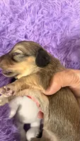Laney, a female Miniature Dachshund for sale in Akron, OH – 2 of 10