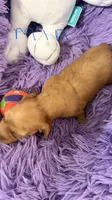 Mia, a female Miniature Dachshund for sale in Akron, OH – 3 of 9