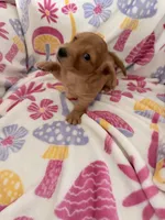 processed/03ae2345-c52b-43cd-90a5-ea7e5001936e/listing/eec4b992-8f2f-419c-b1af-2e873d01fab6/730a1489-8deb-430c-9595-eb2a6c3119a3