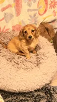 Rose , a female Miniature Dachshund for sale in Canal Fulton, OH – 6 of 10