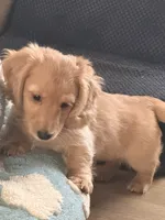 Pippa, a female Miniature Dachshund for sale in Canal Fulton, OH – 4 of 6