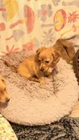 Rose , a female Miniature Dachshund for sale in Canal Fulton, OH – 3 of 10