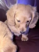 Pippa, a female Miniature Dachshund for sale in Canal Fulton, OH – 2 of 6