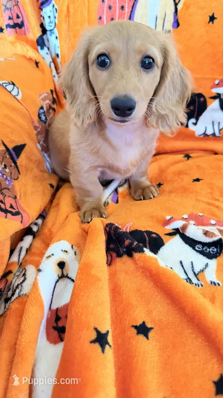 Dolly – Miniature Dachshund puppy for sale in Canal Fulton, OH