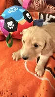 Rose , a female Miniature Dachshund for sale in Akron, OH – 1 of 2