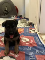 Ollie, a male German Shepherd Dog for sale in Thornton, CO – 4 of 5