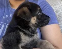 Ollie, a male German Shepherd Dog for sale in Thornton, CO – 3 of 5