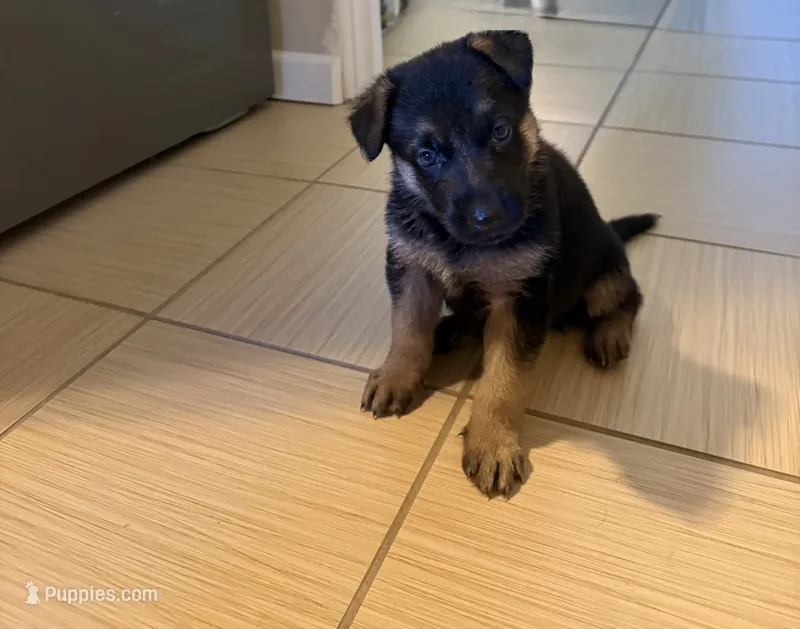 Ollie – German Shepherd Dog puppy for sale in Thornton, CO