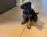 Ollie, a male German Shepherd Dog for sale in Thornton, CO – 1 of 5