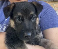 Ollie, a male German Shepherd Dog for sale in Thornton, CO – 5 of 5