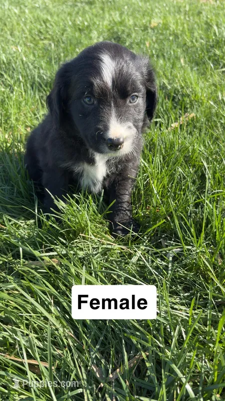 fiona – Australian Shepherd, Golden Retriever puppy for sale in Des Moines, IA