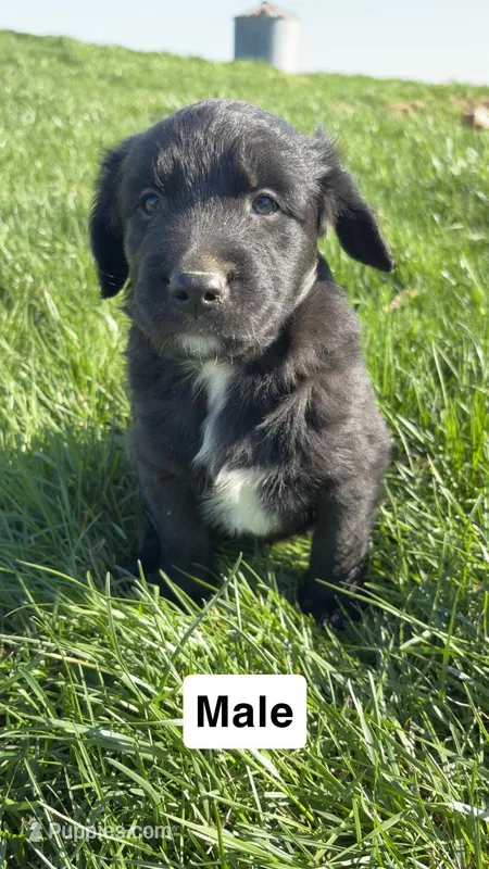 Roofis – Australian Shepherd, Golden Retriever puppy for sale in Des Moines, IA