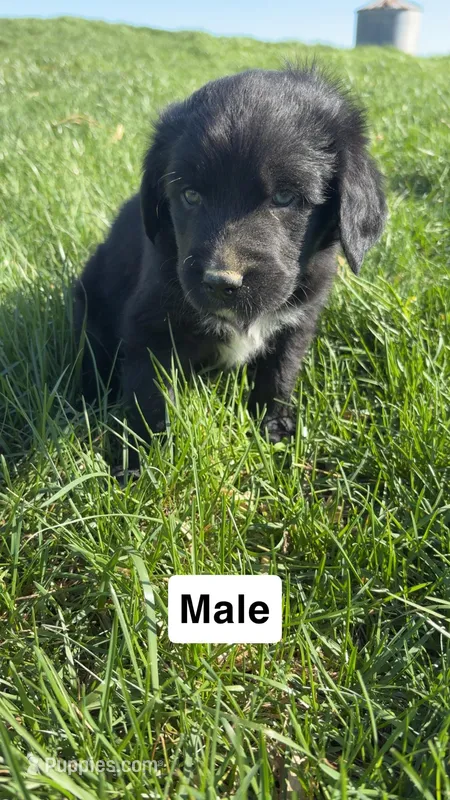 Garret – Australian Shepherd, Golden Retriever puppy for sale in Des Moines, IA