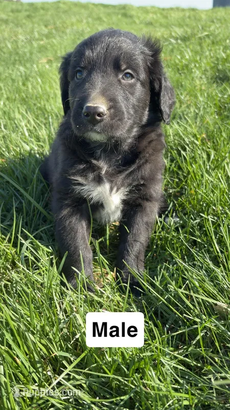 Max – Australian Shepherd, Golden Retriever puppy for sale in Des Moines, IA