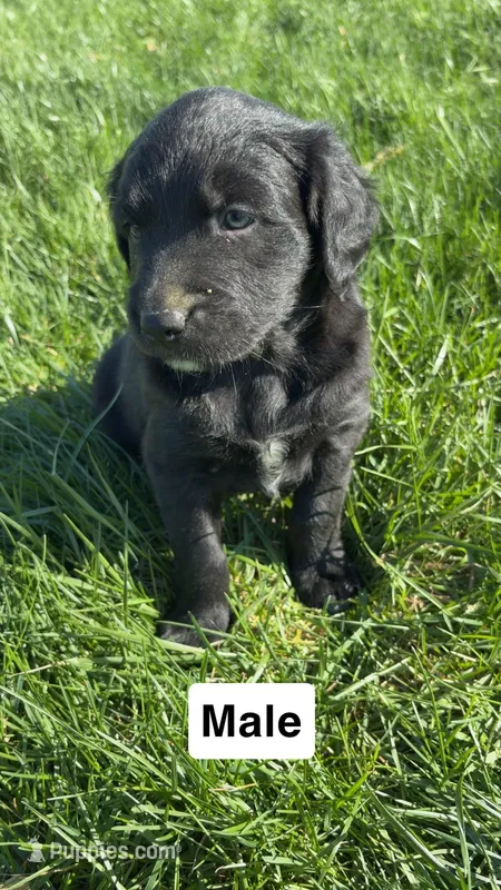 Kain – Australian Shepherd, Golden Retriever puppy for sale in Des Moines, IA