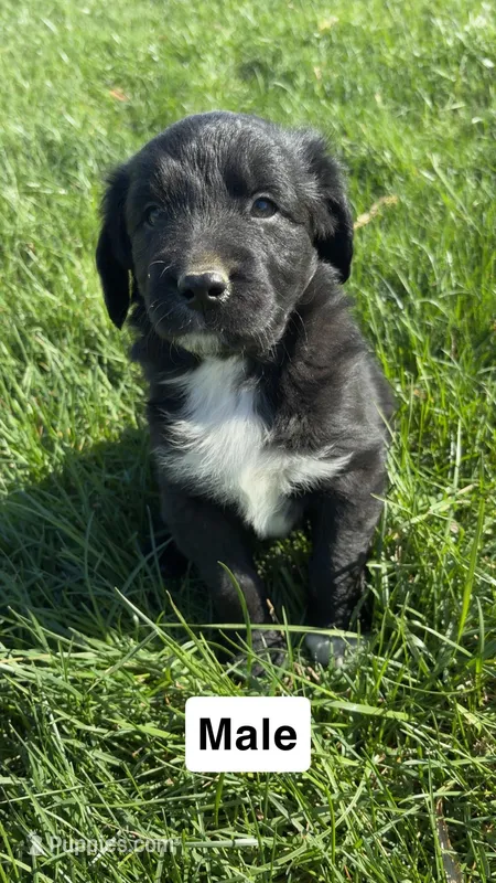 Gage – Australian Shepherd, Golden Retriever puppy for sale in Des Moines, IA