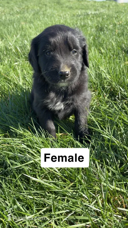 Sam – Australian Shepherd, Golden Retriever puppy for sale in Des Moines, IA