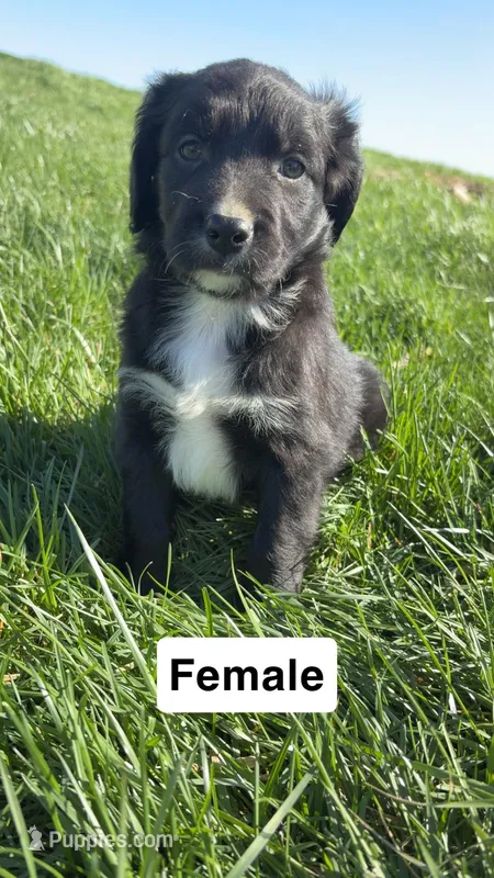 Macy – Australian Shepherd, Golden Retriever puppy for sale in Des Moines, IA