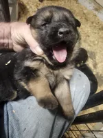 Suzy, a female German Shepherd Dog for sale in Gravois Mills, MO – 3 of 8
