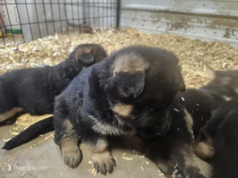 Abby – German Shepherd Dog puppy for sale in Gravois Mills, MO