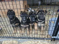 Suzy, a female German Shepherd Dog for sale in Gravois Mills, MO – 6 of 8