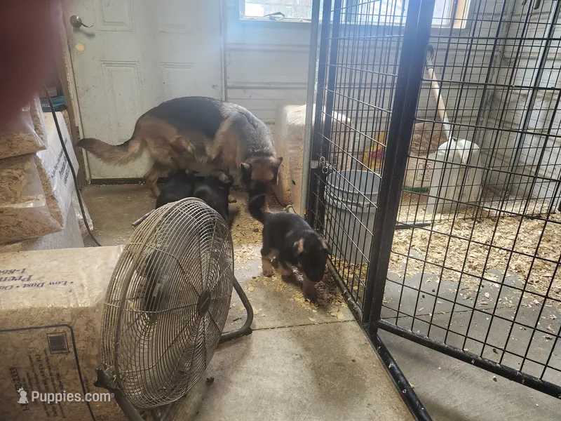Jet.  – German Shepherd Dog puppy for sale in Gravois Mills, MO