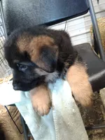 Kelo, a female German Shepherd Dog for sale in Gravois Mills, MO – Photo 2 of 7