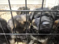 Kelo, a female German Shepherd Dog for sale in Gravois Mills, MO – Photo 7 of 7