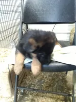 Kelo, a female German Shepherd Dog for sale in Gravois Mills, MO – Photo 6 of 7