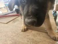 BEAR, a male German Shepherd Dog for sale in Gravois Mills, MO – Photo 2 of 7