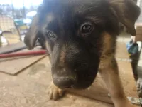 BEAR, a male German Shepherd Dog for sale in Gravois Mills, MO – Photo 3 of 7