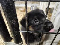 BEAR, a male German Shepherd Dog for sale in Gravois Mills, MO – Photo 5 of 7