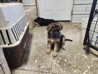 BEAR, a male German Shepherd Dog for sale in Gravois Mills, MO – Photo 6 of 7
