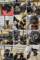 BEAR, a male German Shepherd Dog for sale in Gravois Mills, MO – Photo 7 of 7
