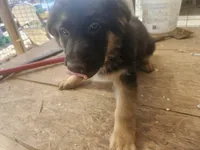 BEAR, a male German Shepherd Dog for sale in Gravois Mills, MO – Photo 1 of 7