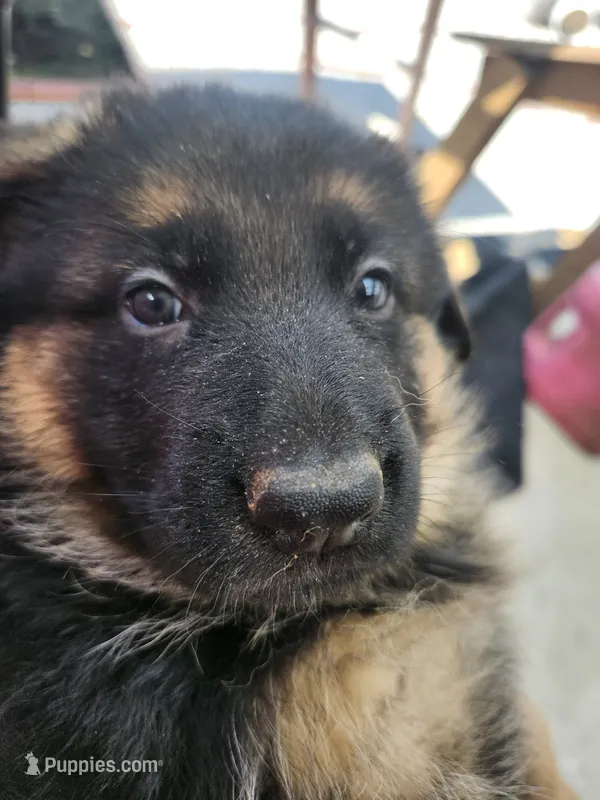 Jet.  – German Shepherd Dog puppy for sale in Gravois Mills, MO