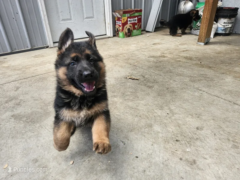 Suzy – German Shepherd Dog puppy for sale in Gravois Mills, MO