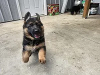 Suzy, a female German Shepherd Dog for sale in Gravois Mills, MO – 1 of 8