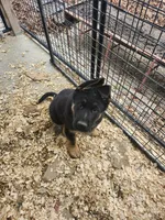 GREY, a male German Shepherd Dog for sale in Gravois Mills, MO – Photo 3 of 4