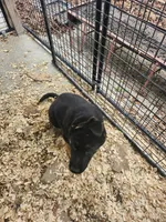 GREY, a male German Shepherd Dog for sale in Gravois Mills, MO – Photo 4 of 4