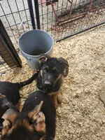 GREY, a male German Shepherd Dog for sale in Gravois Mills, MO – Photo 1 of 4