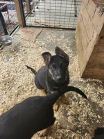 GREY, a male German Shepherd Dog for sale in Gravois Mills, MO – Photo 2 of 4