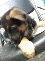 Jet, a male German Shepherd Dog for sale in Gravois Mills, MO – Photo 7 of 8