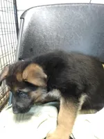 Jet, a male German Shepherd Dog for sale in Gravois Mills, MO – Photo 8 of 8