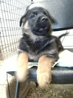 Jet, a male German Shepherd Dog for sale in Gravois Mills, MO – Photo 3 of 8