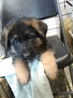 Jet, a male German Shepherd Dog for sale in Gravois Mills, MO – Photo 1 of 8