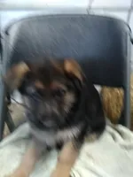 Jet, a male German Shepherd Dog for sale in Gravois Mills, MO – Photo 5 of 8