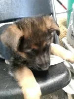 Jet, a male German Shepherd Dog for sale in Gravois Mills, MO – Photo 4 of 8