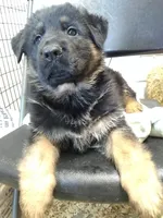 Jet, a male German Shepherd Dog for sale in Gravois Mills, MO – Photo 2 of 8