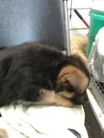 Jet, a male German Shepherd Dog for sale in Gravois Mills, MO – Photo 6 of 8